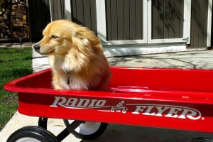 J.T. Styling in the Radio Flyer Red Wagon
