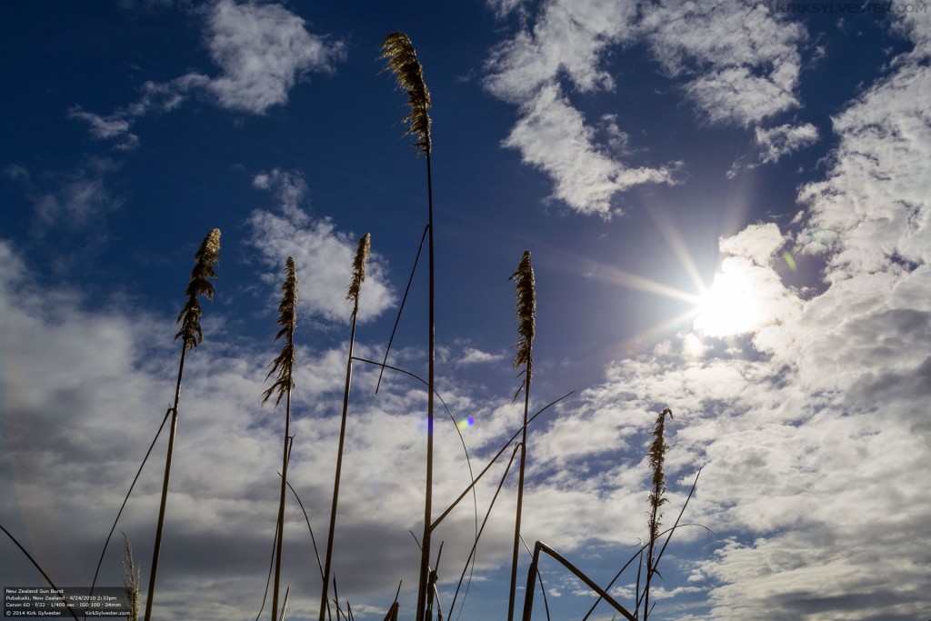 South Island Sunburst (Photo by Kirk Sylvester)
