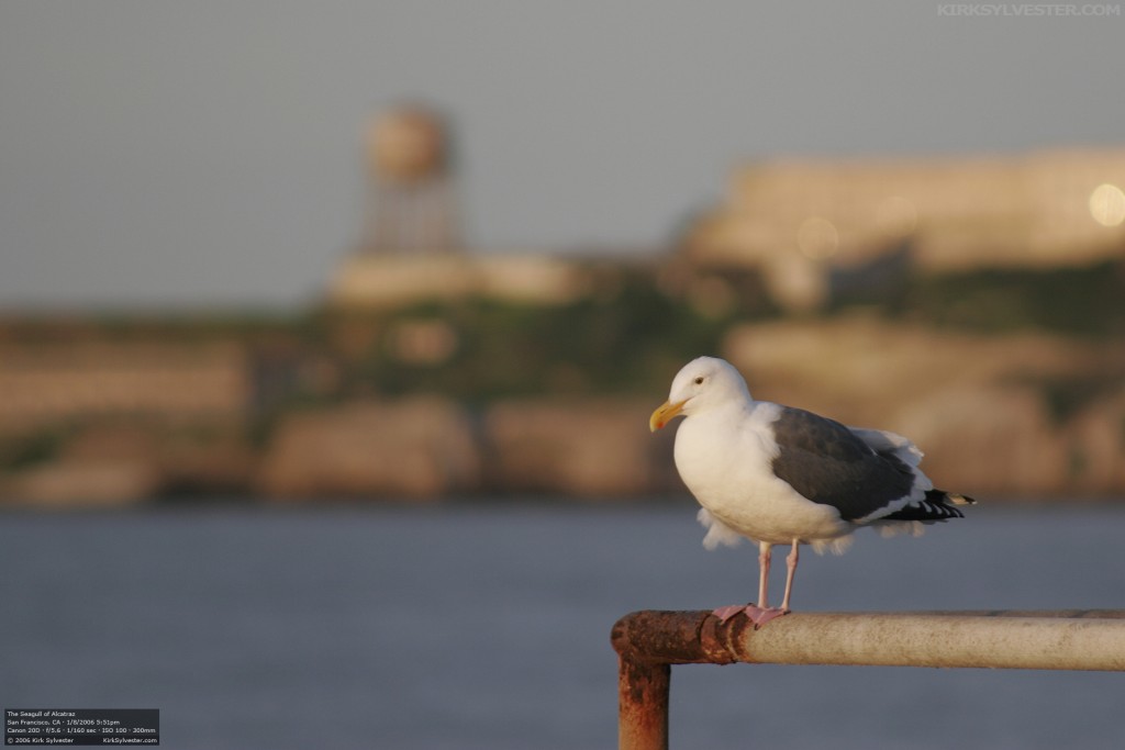 The Seagull of Alcatraz (Photo by Kirk Sylvester)