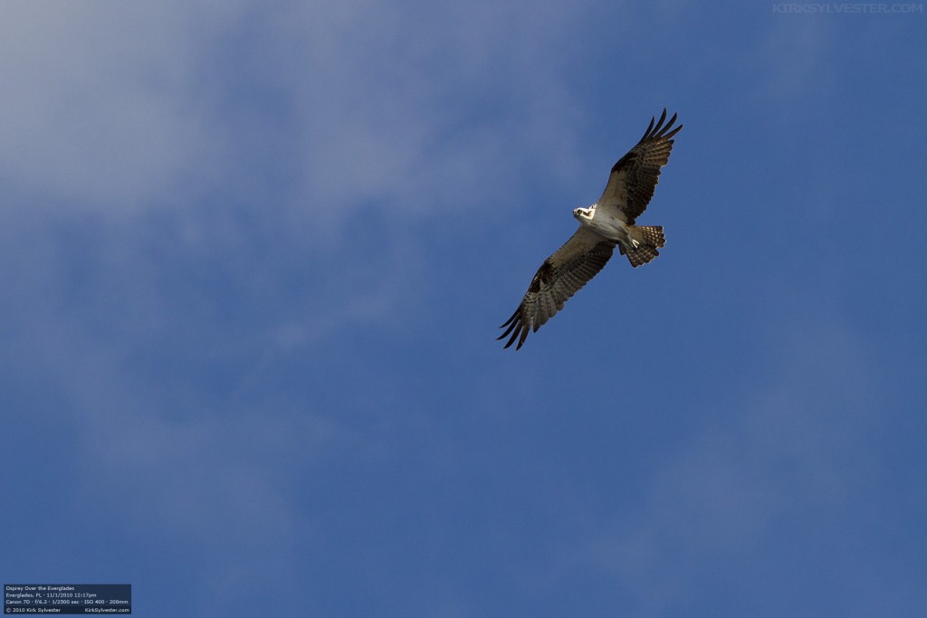 Osprey Over the Everglades (Photo by Kirk Sylvester)