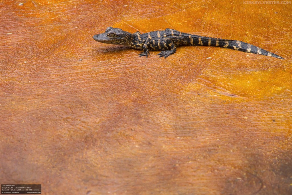Cute Baby Gator (Photo by Kirk Sylvester)
