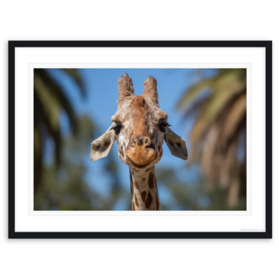 Happy Giraffe - KirkSylvester.com