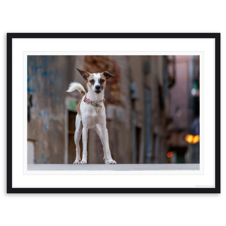 The Venetian Puppy Dog - KirkSylvester.com